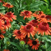 Эхинацея Echinacea Carrot Cake